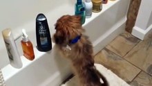 Ce chien a trouvé la façon de s'amuser avec des produits de beauté