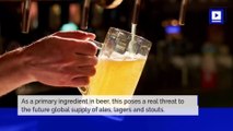 The Cost of Beer Could Rise Due to Climate Change