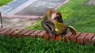 HE'S A FAN TOO:   The love for durians knows no bound but I thought that is restricted to the human kind. The formidable thorny shell and terribly pungent smel