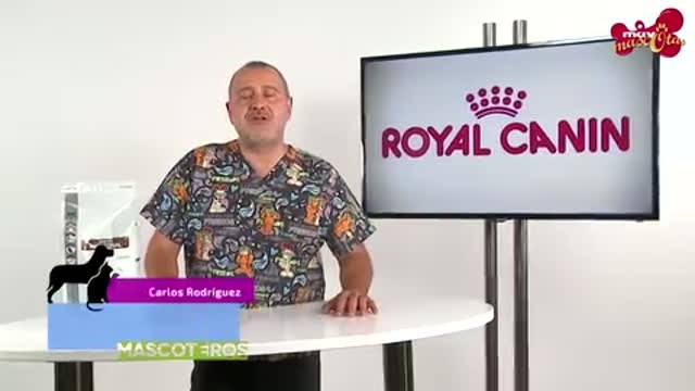 Por qué deberías llevar al perro al veterinario si tiene problemas de estómago