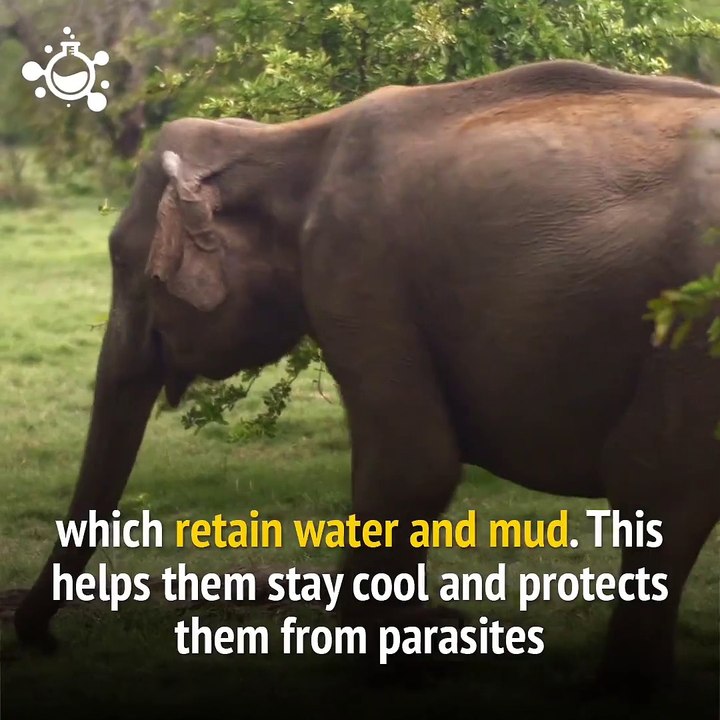 African Elephants' Wrinkled Skin Helps them Cool Off.
