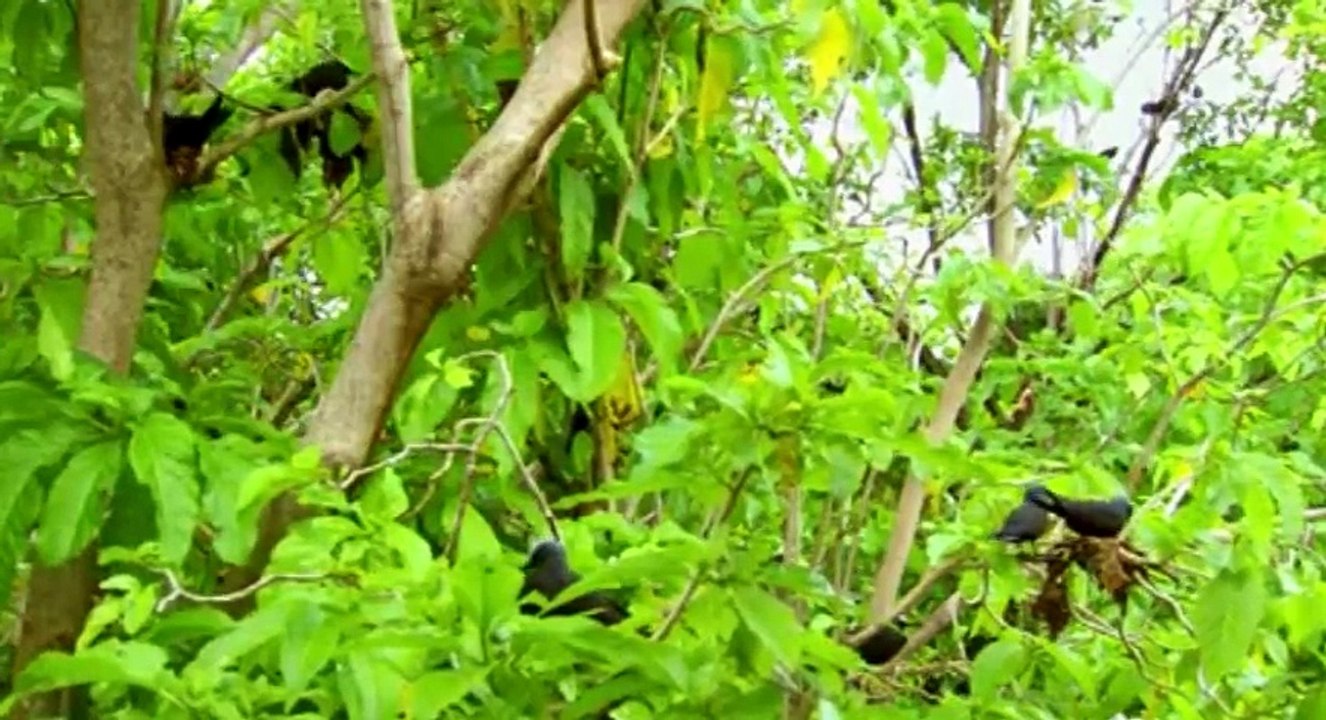 Great Barrier Reef S01 - Ep01 Nature's Miracle -. Part 02 HD Watch