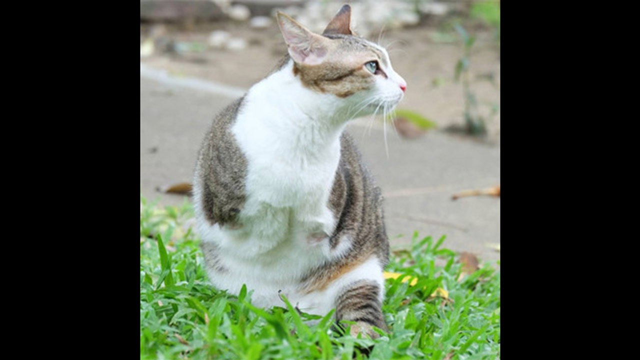 La gata de dos patas que triunfa en las redes