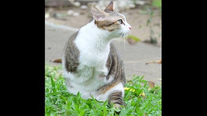 La gata de dos patas que triunfa en las redes