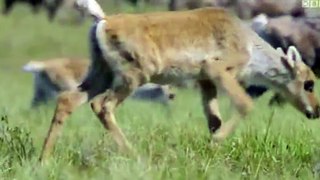 Nature's Epic Journeys S01 - Ep02 Caribou -. Part 02 HD Watch