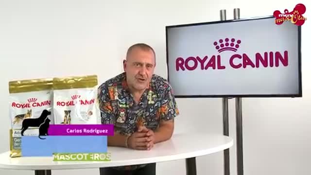 La alimentación en perros de razas grandes