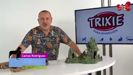 Cómo decorar un acuario