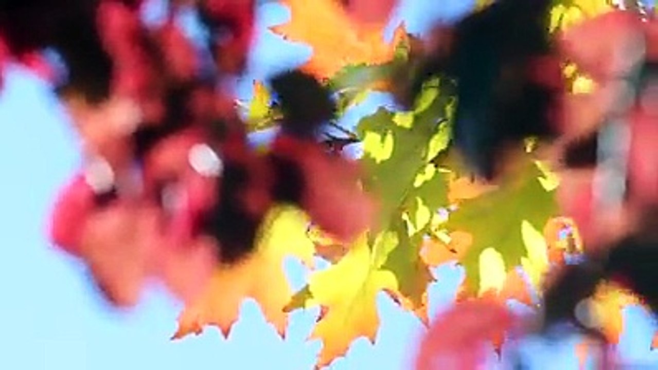 La tardor es comença a notar en el ambient així que t'ensenyem unes imatges de la natura a Andorra en aquesta època de l'any per a que t'animis a gaudir d'ella