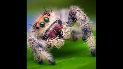 Descubren una araña saltadora en el oído de una mujer