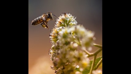El herbicida de Monsanto es nocivo para las abejas