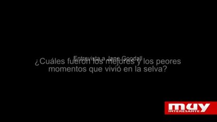 Entrevista con Jane Goodall: Vida y Conservación de los Chimpancés