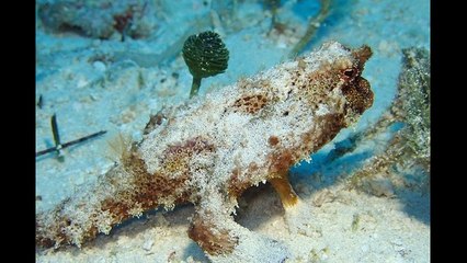 Maestros del camuflaje - pez roca