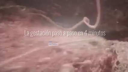 Los 9 meses del embarazo, en 4 minutos