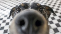 8 olores que los perros no soportan