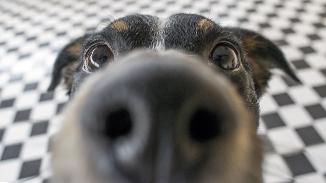 8 olores que los perros no soportan