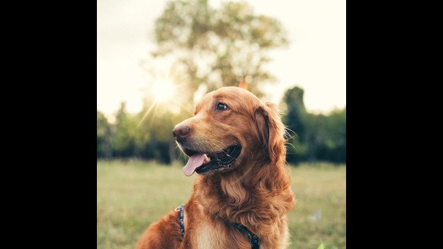 Los mejores trucos para cuidar el pelo y la piel de nuestras mascotas