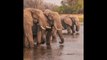 87 elefantes han sido asesinados en Botsuana