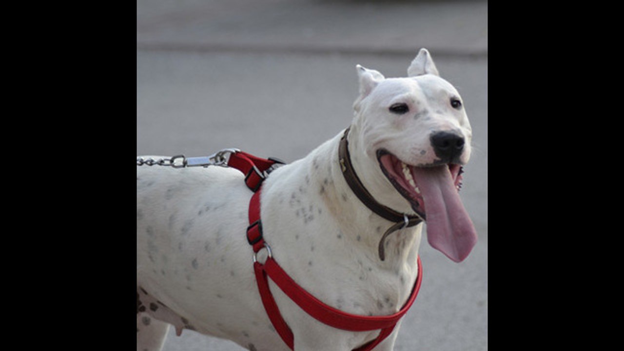 ¿Qué perros están catalogados de potencialmente peligrosos?