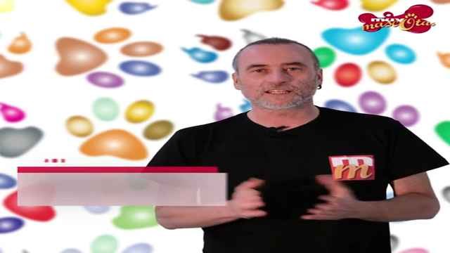 ¿Pueden vivir perros y gatos juntos?