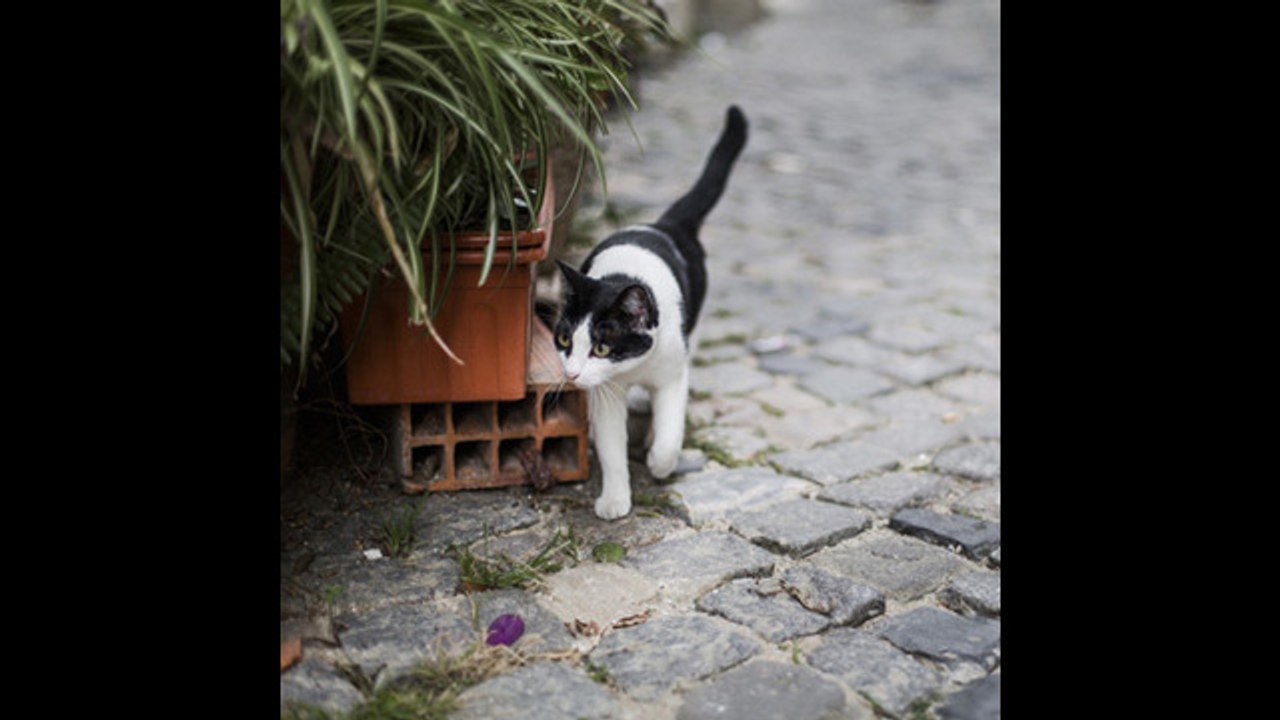 ¿Sabes que existe una isla de gatos en Japón?