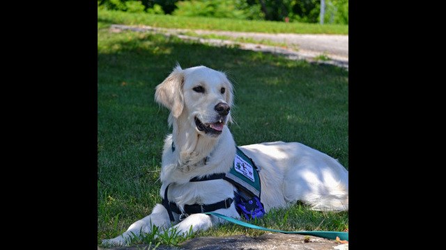 Cruz Roja pone en marcha la terapia asistida por perros