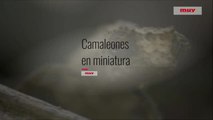 Camaleones en miniatura