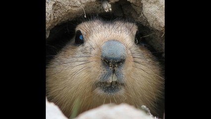 Día de la Marmota