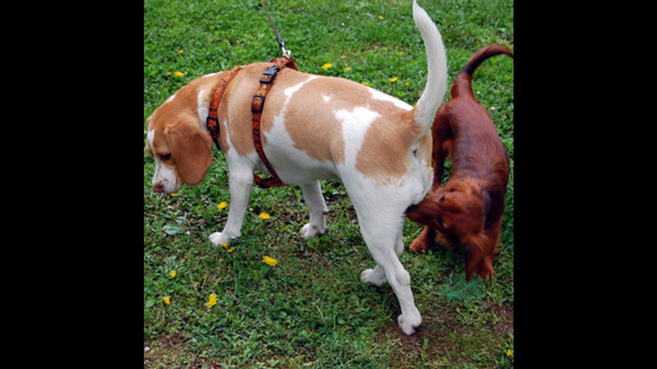 ¿Por qué los perros les huelen el culo a otros perros?