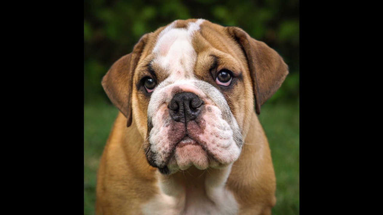 ¿Cuántas palabras es capaz de aprender un perro?