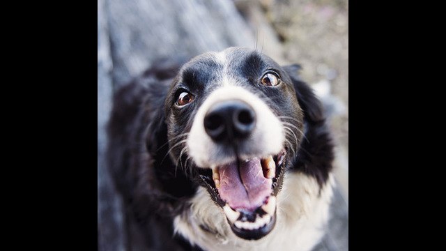 Los perros son capaces de detectar subidas y bajadas de glucosa