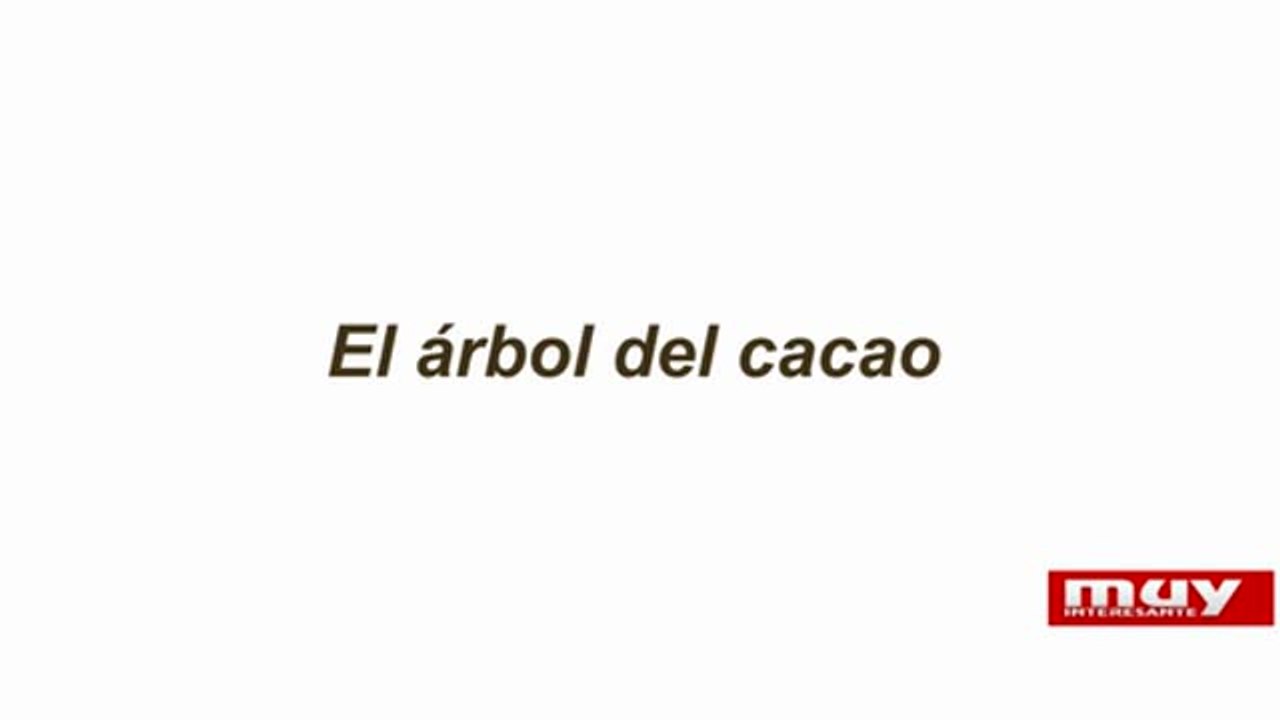 Curiosidades sobre el chocolate