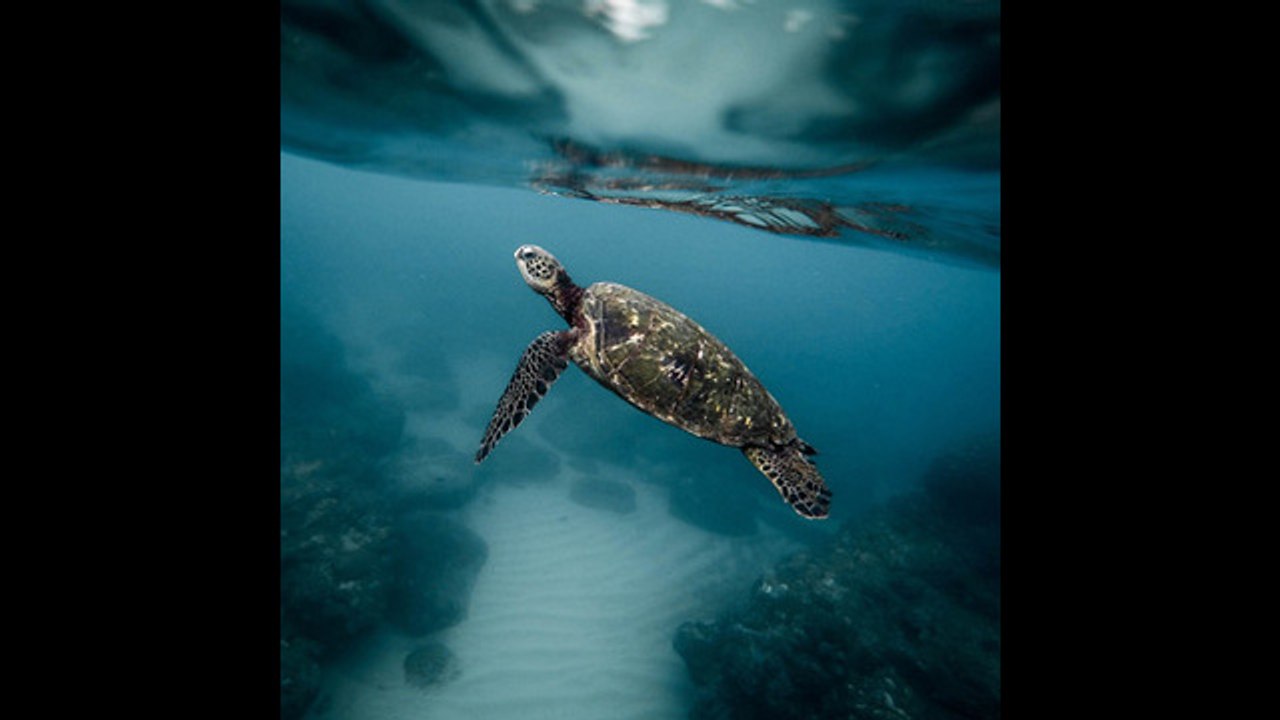 La miel ayuda a curar las heridas de las tortugas marinas