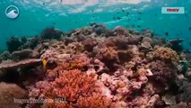 ¿Por qué son tan importantes los arrecifes de coral?