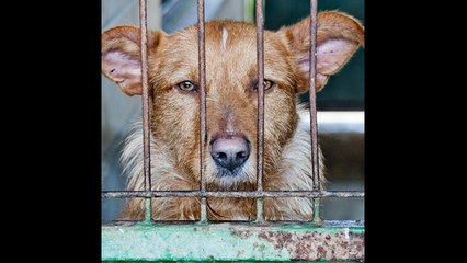 Descargar video: Prohibido comer carne mascotas en EE.UU.