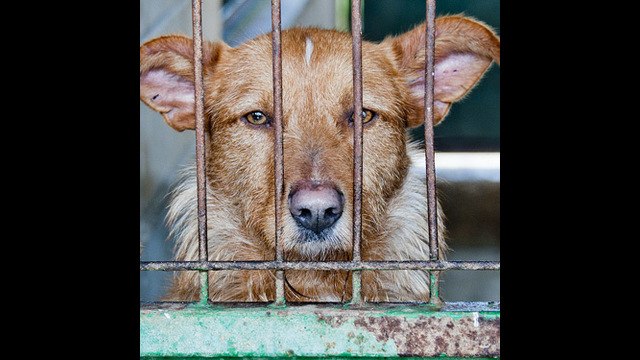 Prohibido comer carne mascotas en EE.UU.
