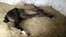 Batı Nil' Virüsünden Bir Yarış Atının Daha Öldüğü İddia Edildi