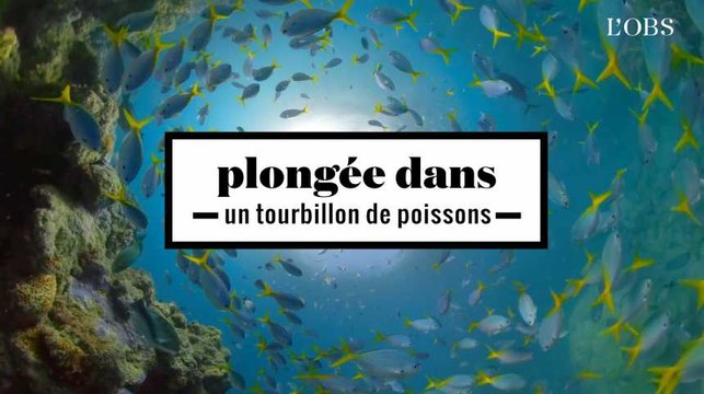2 minutes d'un tourbillon de poissons au coeur de la grande barrière de corail