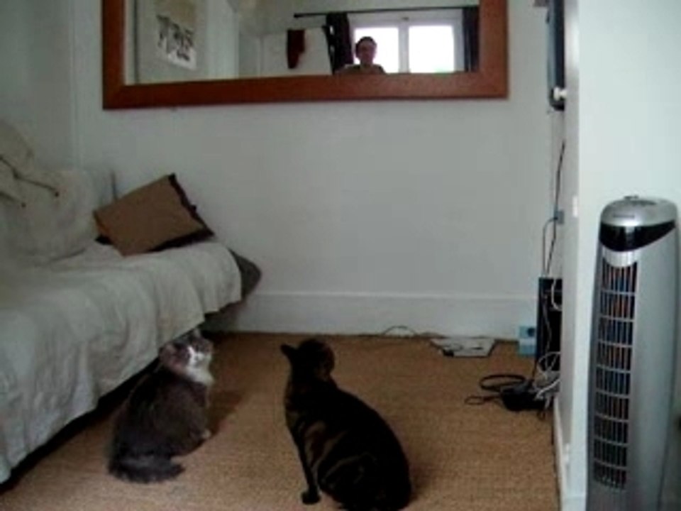 Hélicoptère Picooz et chats