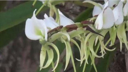 Logging, human activity threaten Madagascar’s rare biodiversity