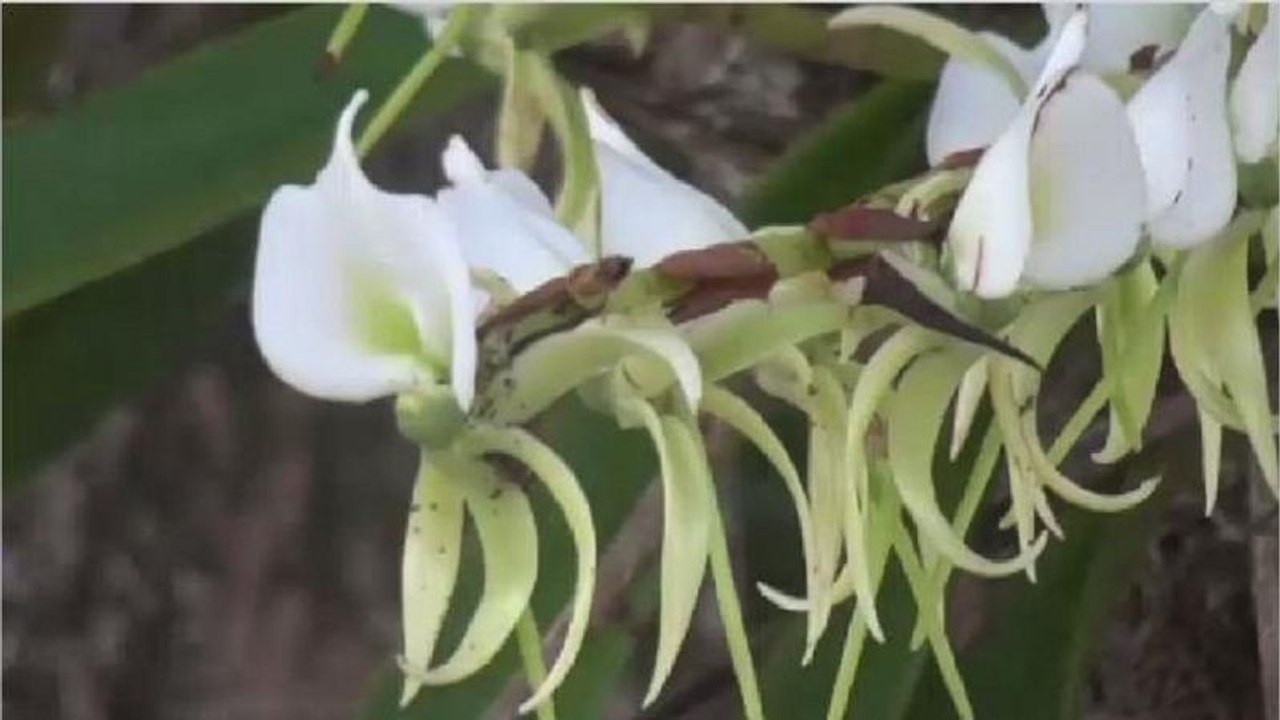 Logging, human activity threaten Madagascar’s rare biodiversity