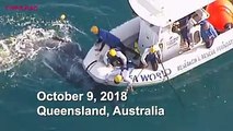 Rescuers have freed a whale calf that became caught in shark nets off Australia's Gold Coast. The whale became entangled in the nets early Tuesday.