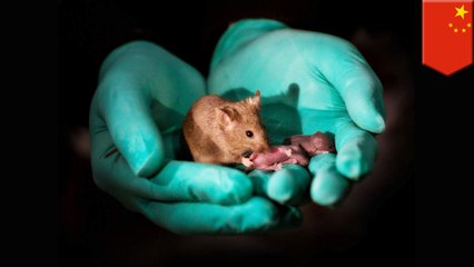 Healthy mice made from same-sex parents for the first time