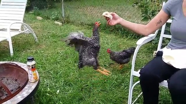 Funniest Pets & Animals of the Week Compilation October 2018 _ Funny Pet Videos