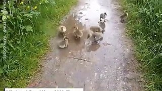 This guy adopted seven baby geese and became their dad for a year! ❤️