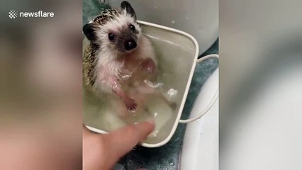 This hedgehog absolutely adores bath time