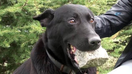 Yavrularını kaybeden köpek, ağzındaki taşı yavrusu sanıyor