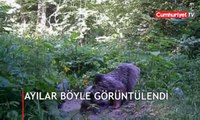 Ayılar foto kapan ile böyle görüntülendi