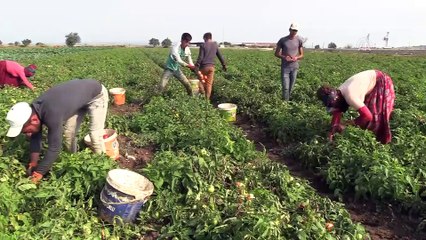 Çanakkale domatesinde lezzet mevsimi - ÇANAKKALE
