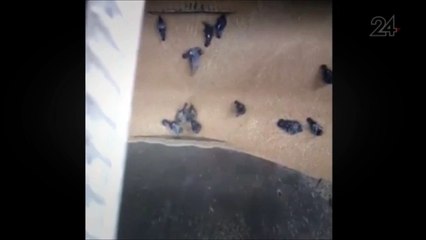 Rire - Pigeons, être, aspiré, à, les, grain, boulanger