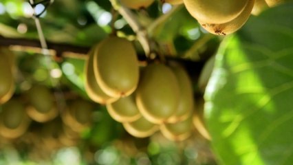 [Extrait] - « Tout, vous saurez tout sur le kiwi » - le 04/11